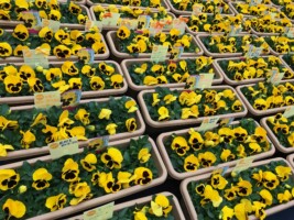 HAPPY WOMAN FESTA 2018