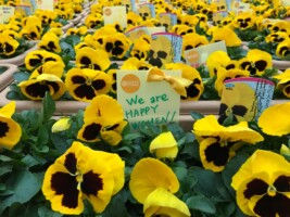 HAPPY WOMAN FESTA 2018