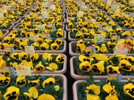 HAPPY WOMAN FESTA 2018