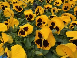 HAPPY WOMAN FESTA 2018