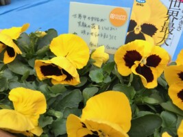 HAPPY WOMAN FESTA 2018