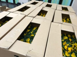 HAPPY WOMAN FESTA 2018