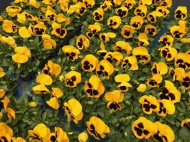 HAPPY WOMAN FESTA 2018